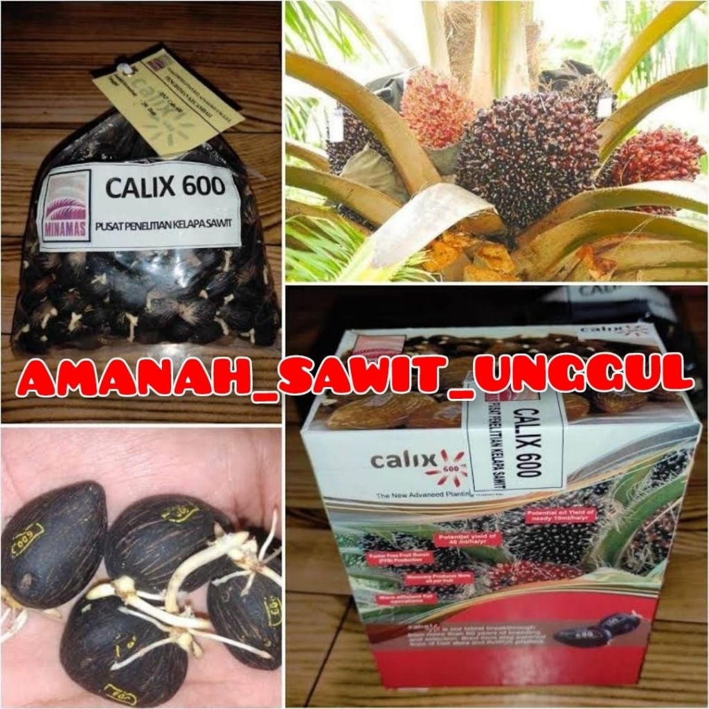 COD termurah bibit kecambah sawit DxP CALIX 600 KUALITAS UNGGUL