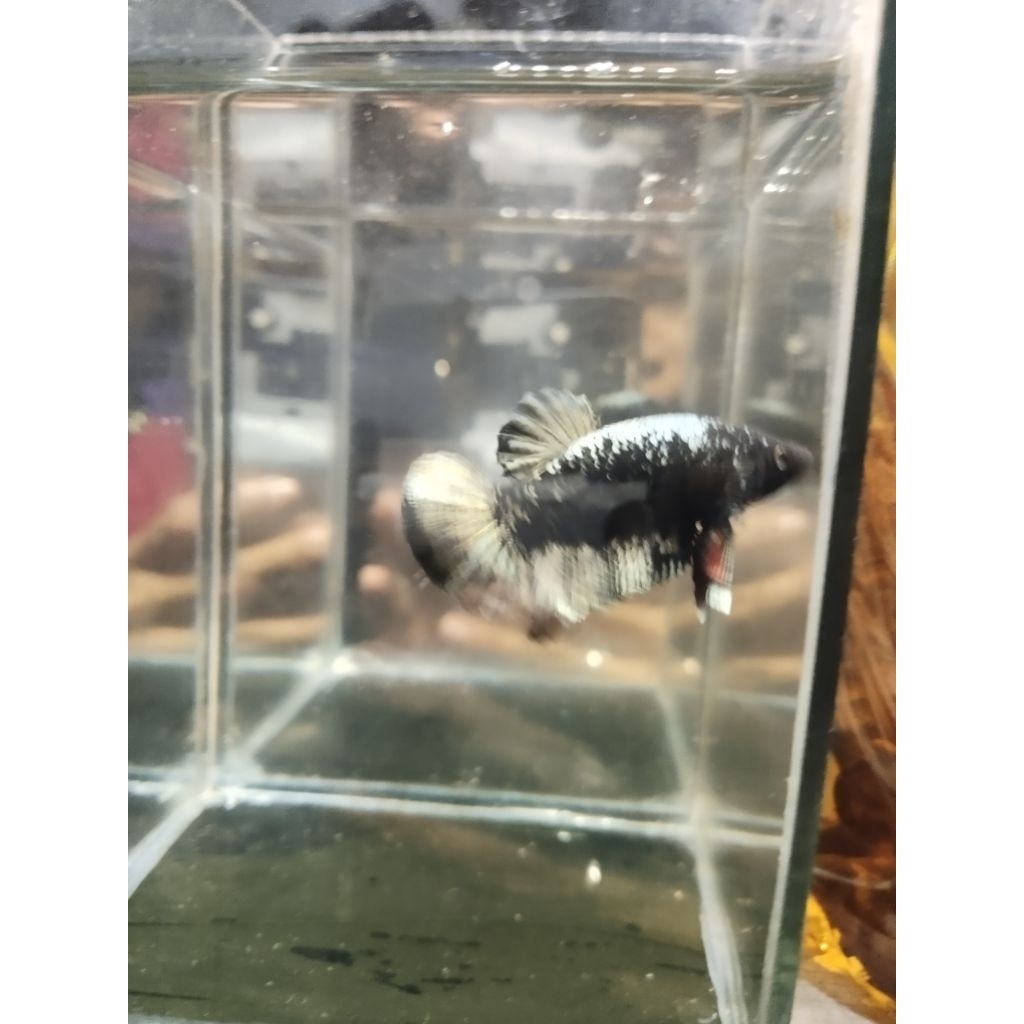 betta fish avatar kuper