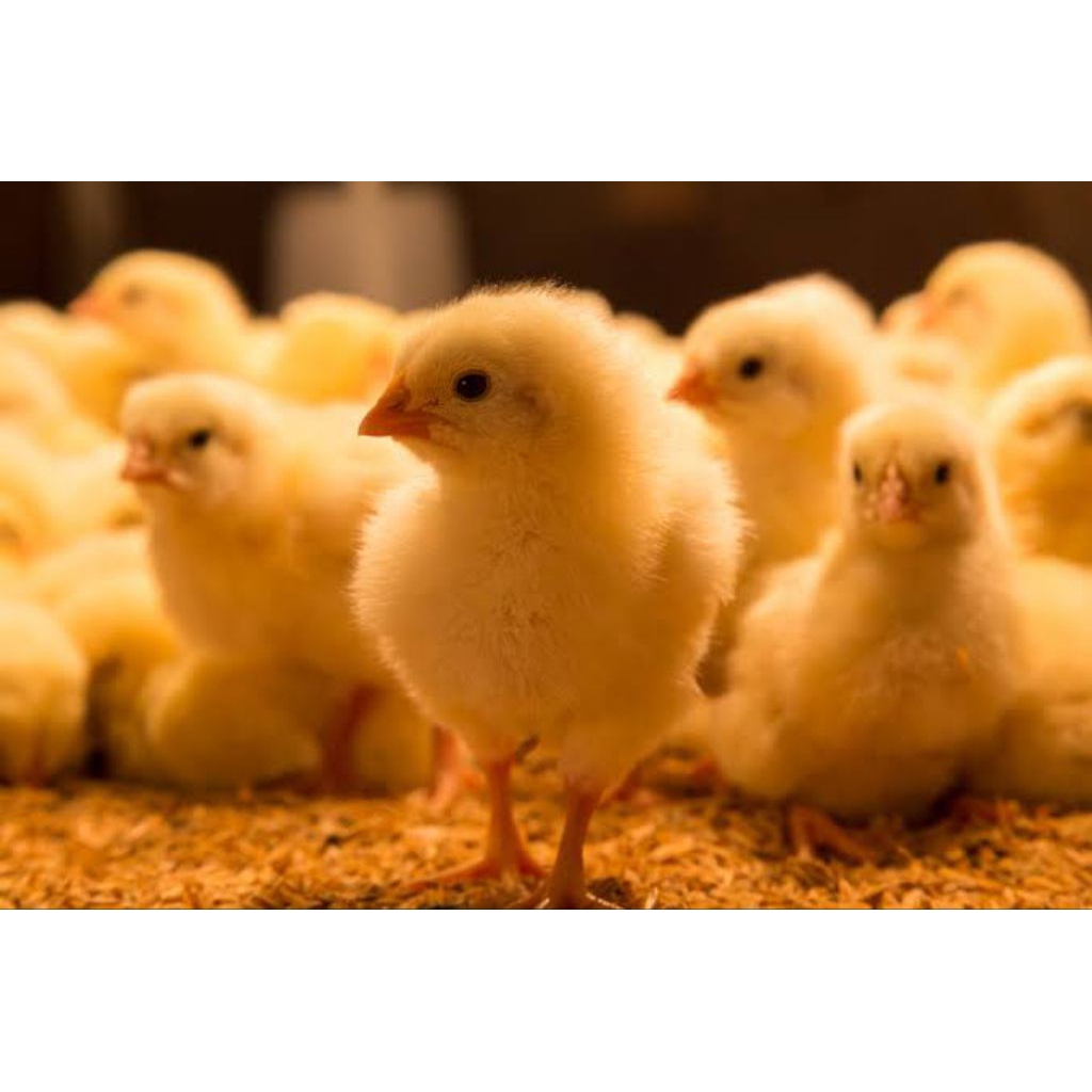 DOC AYAM BROILER GRADE 3