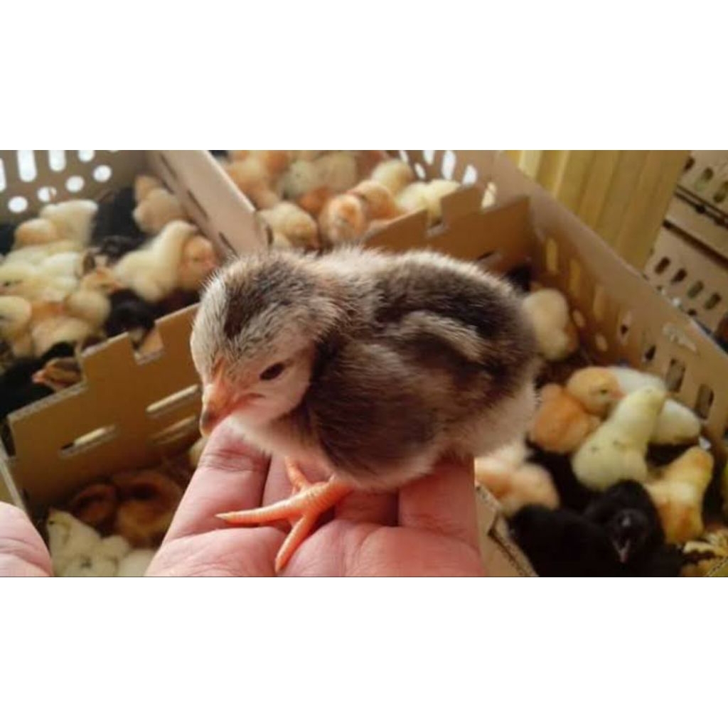 DOC AYAM ULU PELUNG X FRANCIS