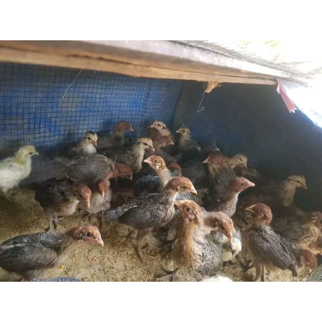 AYAM ARAB UMUR 3 MINGGU PETELUR BETINA