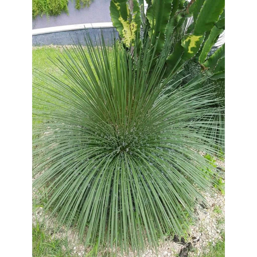 Tanaman Hias Agave Geminiflora