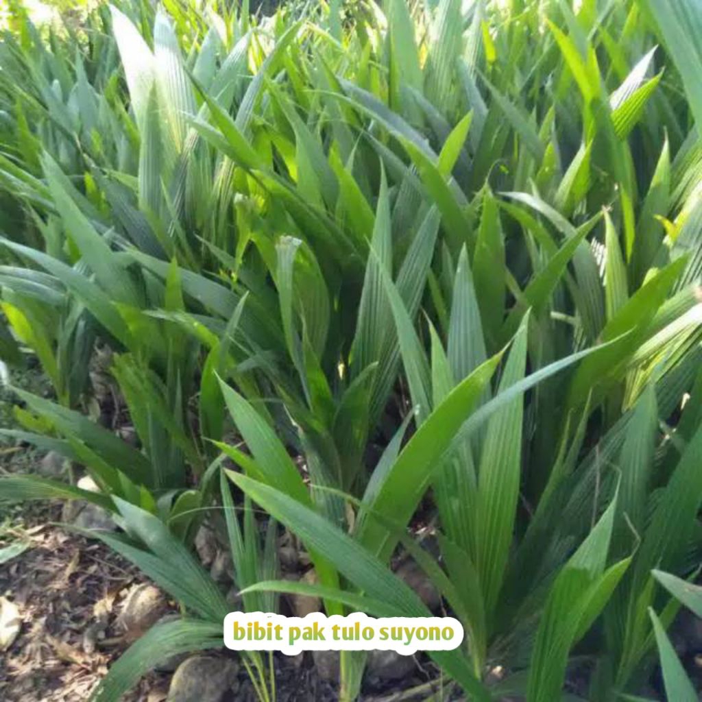 bibit kelapa hibrida // kelapa hibrida hijau super