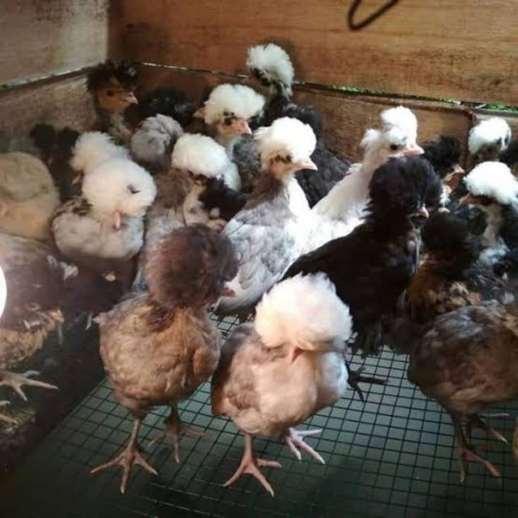 AYAM POLANDIA ANAKAN UMUR 1 MINGGUAN LEBIH