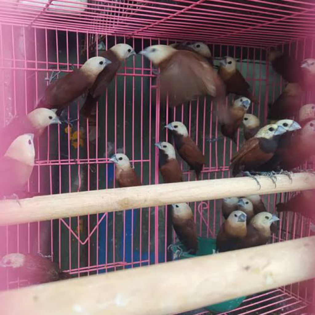 BURUNG EMPRIT BONDOL KAJI