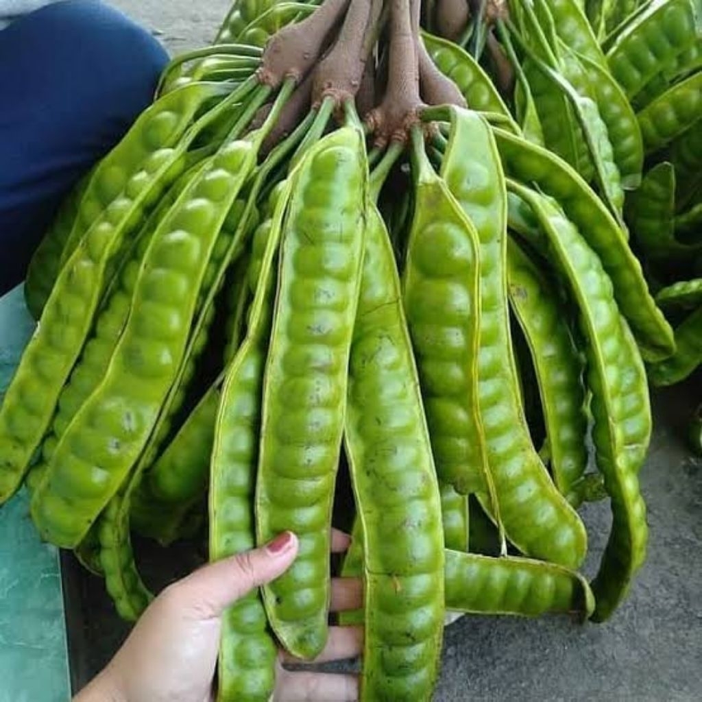 Bibit Petai Hibrida Jumbo 1 Meteran Full Media