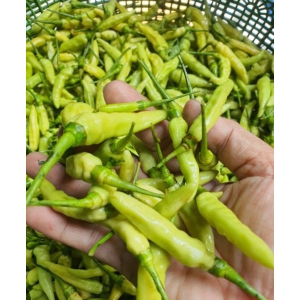 

cabe rawit hijau 100gr,250gr,500gr