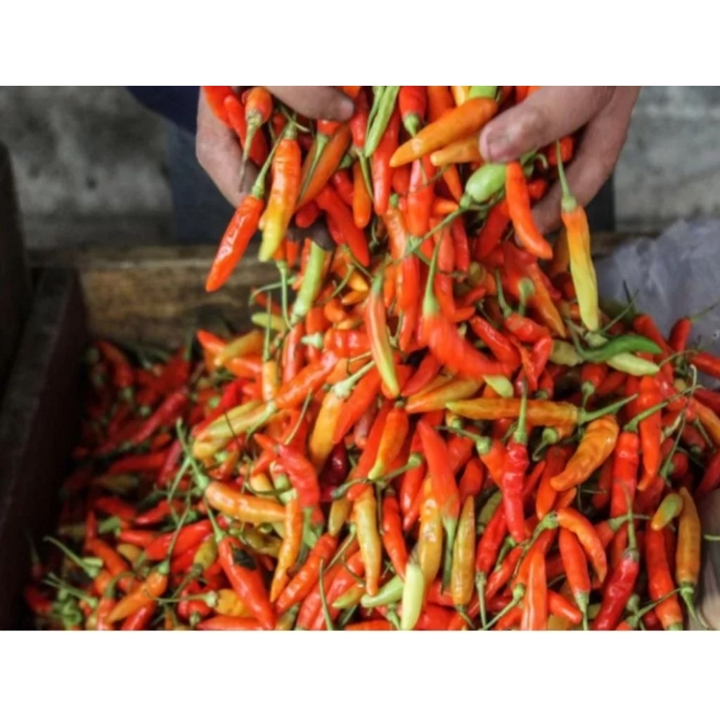 

cabe rawit. merah 100gr,250gr,500gr