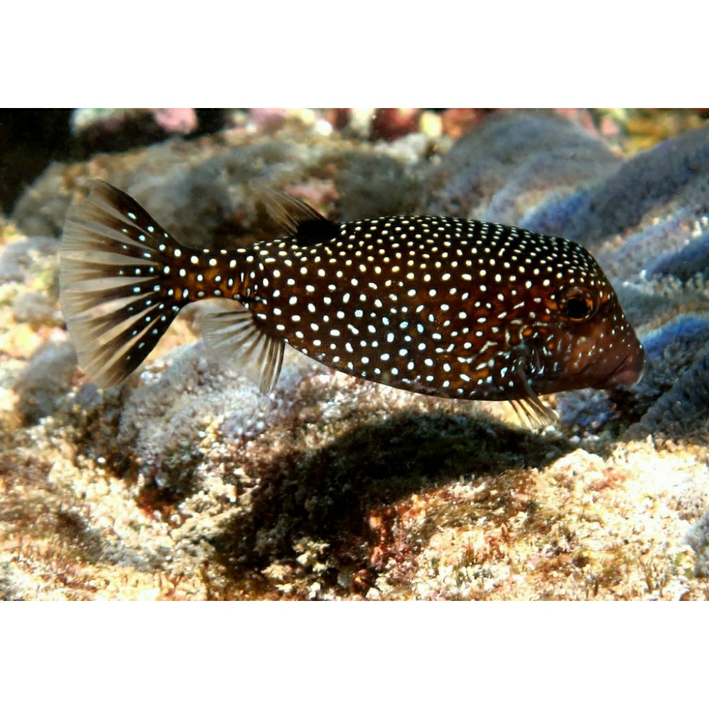 IKAN HIAS LAUT BUNTAL KOPER MUTIARA