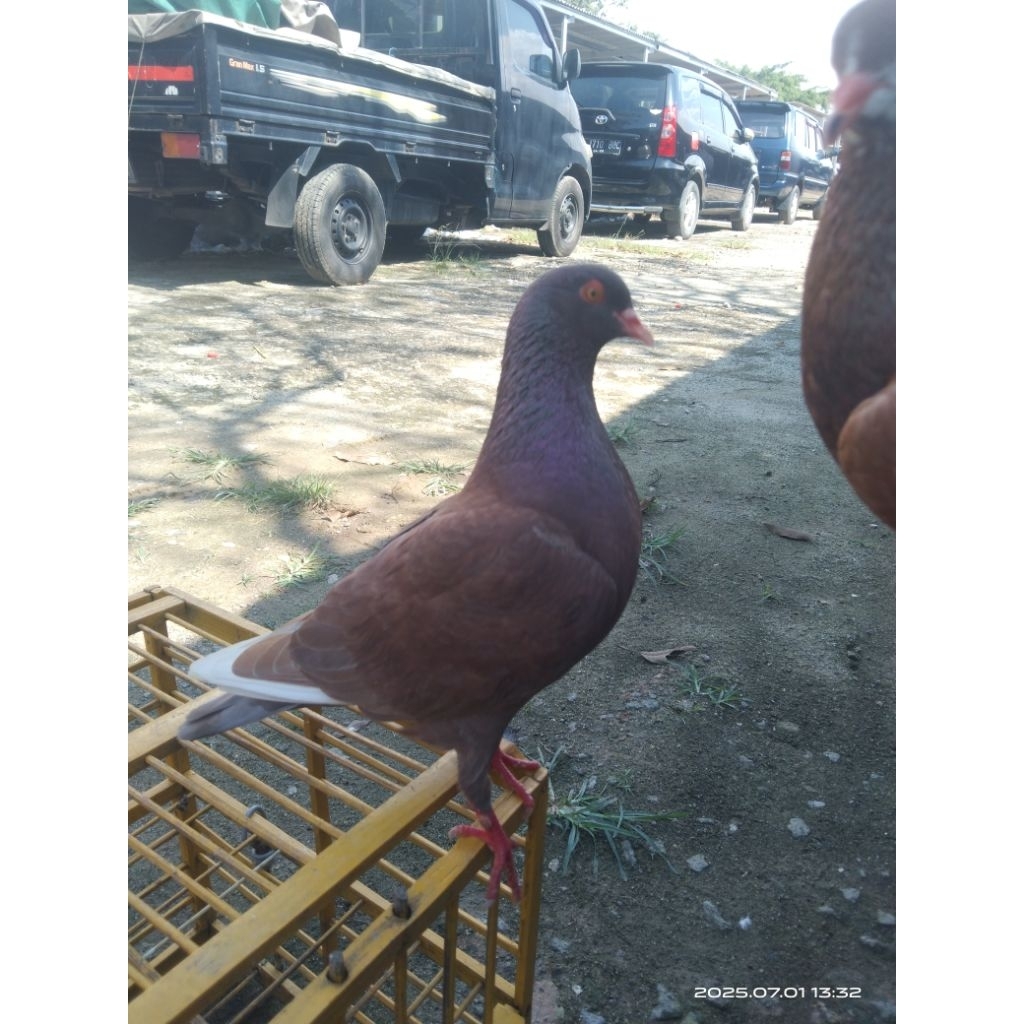 BURUNG MERPATI KOLONG SEPASANG GIRING BAHAN REAL PICTURE