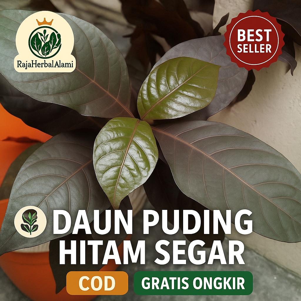 

Daun Puding Hitam Segar – Herbal Alami untuk Wasir, Sembelit, dan Kesehatan Pencernaan | COD