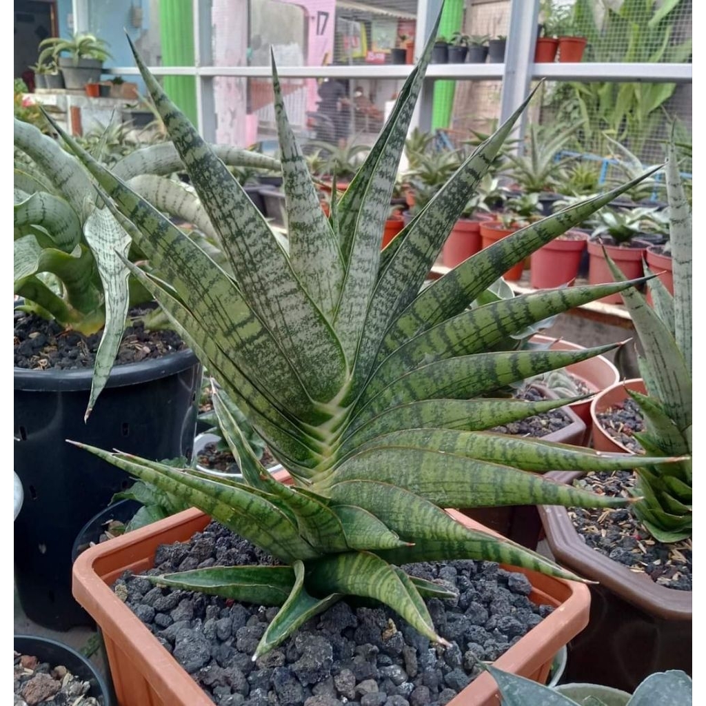 Sansevieria Hybrid Aff Sindoro
