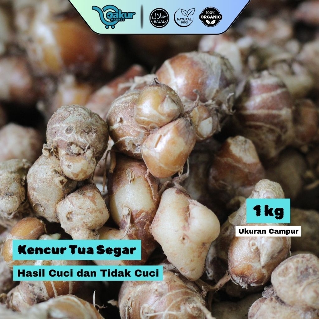 

Kencur Tua Segar 1kg Bumbu Rempah Langsung dari Petani Lokal Cianjur