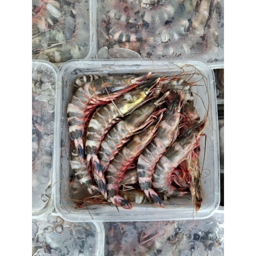 

Udang windu 1kg