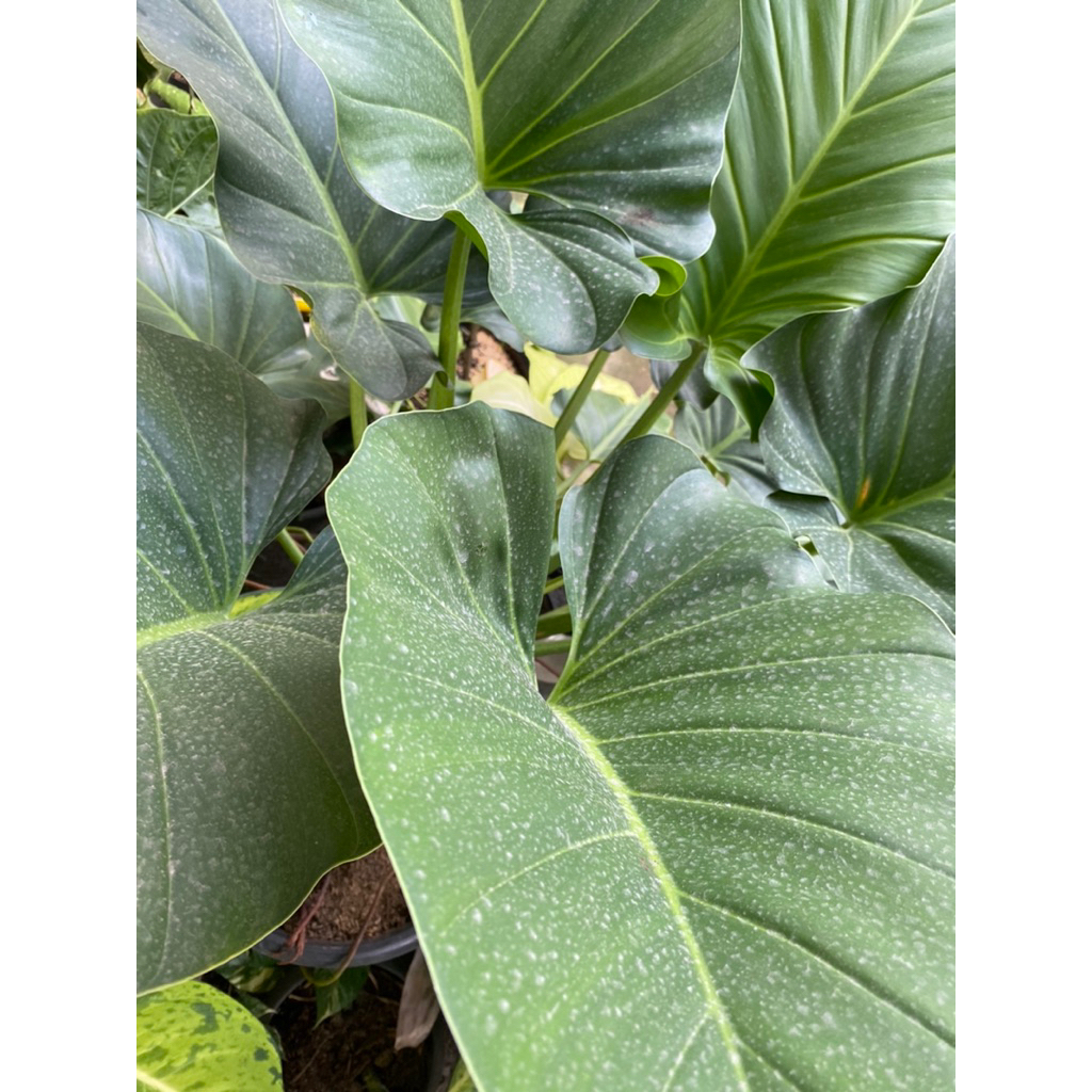 TANAMAN HIAS PHILO MARBLE - PHILODENDRON MARBLE GIGANTIUM - POHON HIAS MARBEL