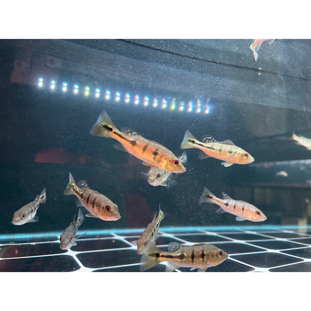 IKAN PREDATOR PBASS ORYNOCO (ARWANA/KALBERRY/INTERMEDIA/BROCOPONDO)