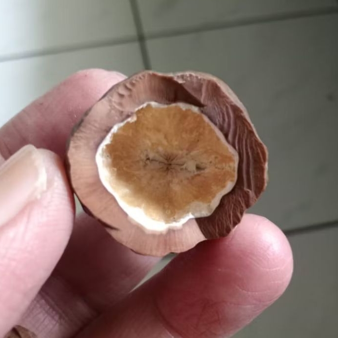 Kemiri Adu Muncang Adu Obral Anak MD Full Tua