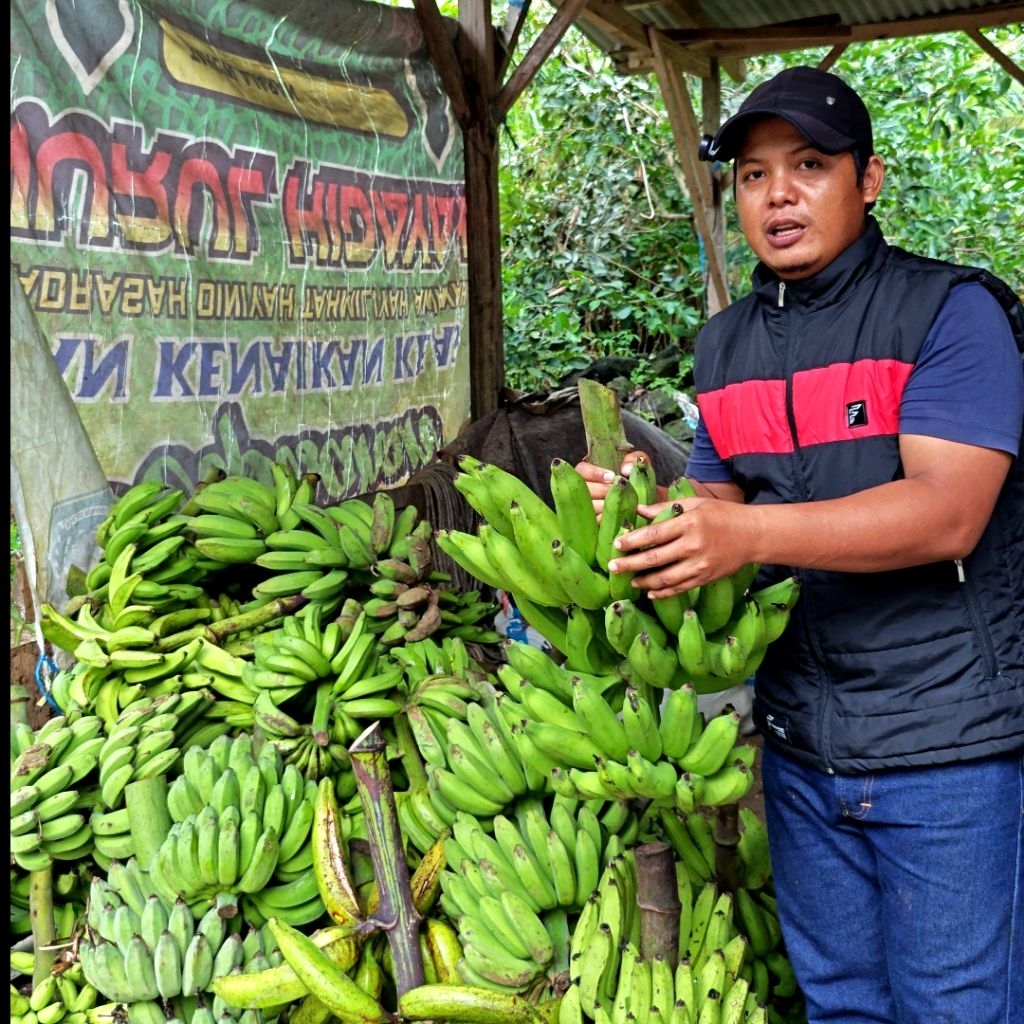 

LELANG PISANG 1 kg Grade B, AGUNG, RAJA, KEPOK, KAPAS, NANGKA