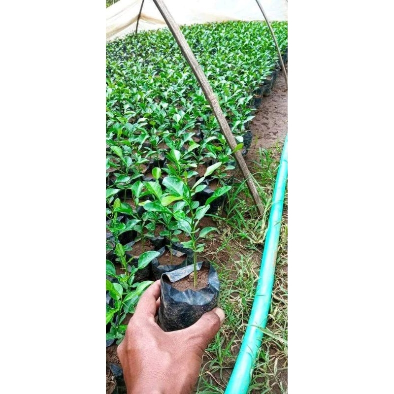 BIBIT JERUK PURUT / Bibit Jeruk Purut  [Promo 4 bibit] Bibit tanaman jeruk purut/ promo jeruk purut 