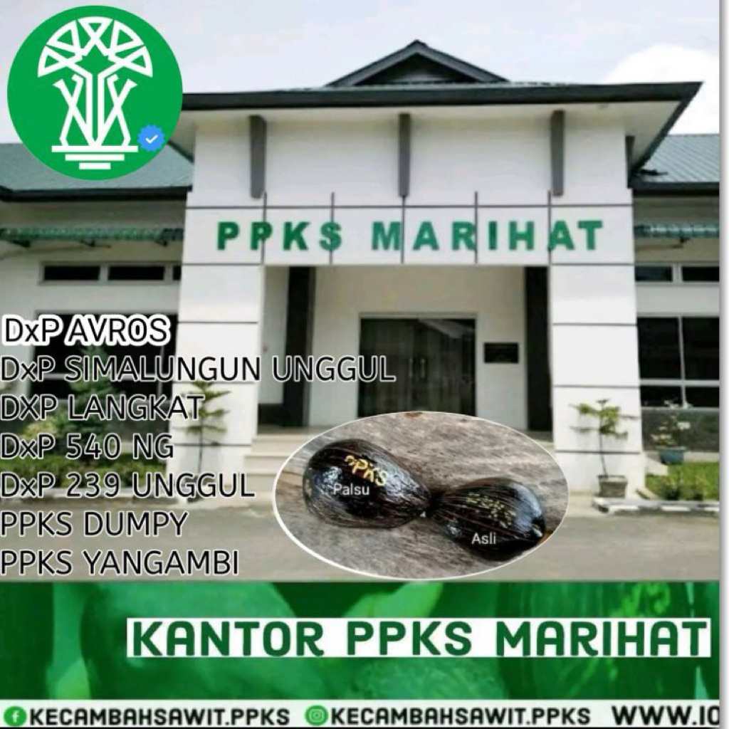 BIBIT BENIH KECAMBAH SAWIT BERBAGAI JENIS PPKS YANGAMBY,PPKS 540,PPKS SIMALUNGGUN,DXP SRIWIJAYA 5,PP