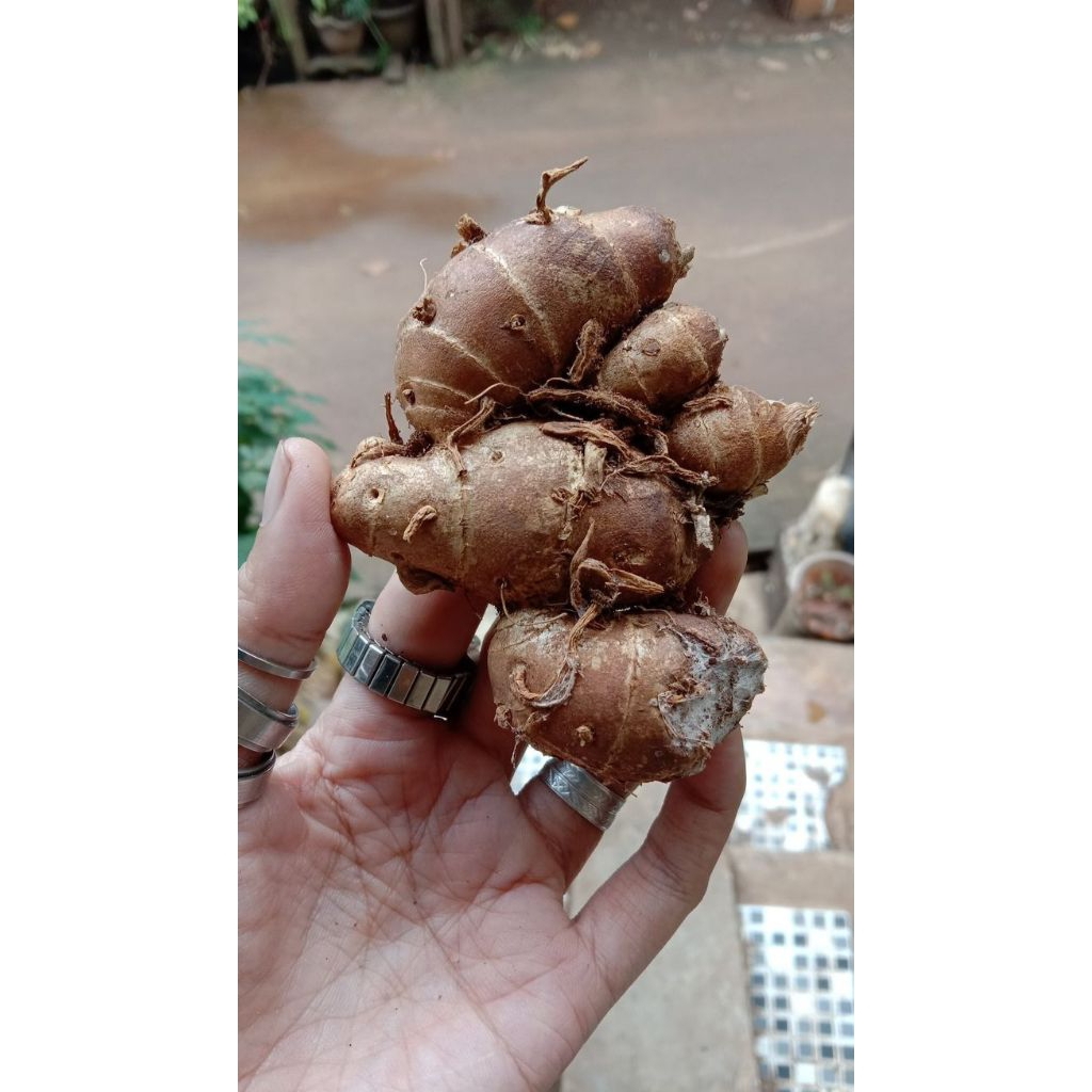 

Kencur 5KG Fresh Murah Kualitas Unggul Lebih Wangi Dan Berasa