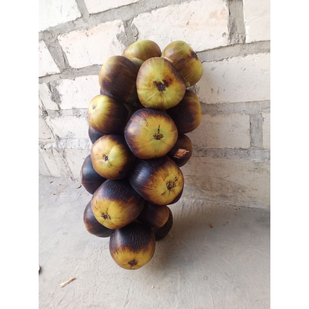 

Paket Grosir Super Hemat/Paket Kluarga isi 12 Buah Utuh Kesegaran Tahan 10-15 Hari(Harga Grosir&Aman Kirim Kemana Saja)