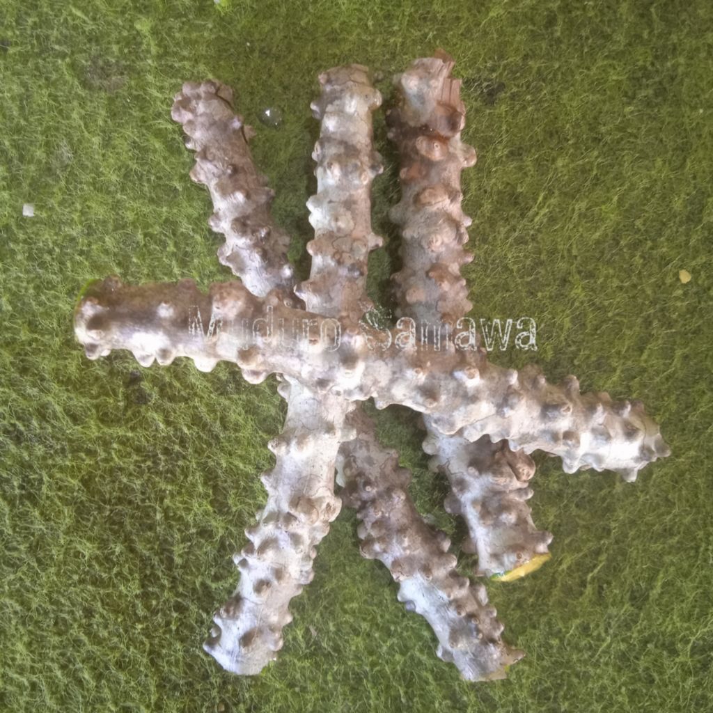 

Brotowali Segar/Basah 1Kg Madura