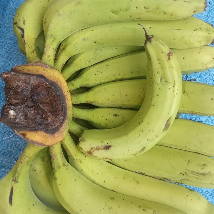 

1 Tandan pisang hijau