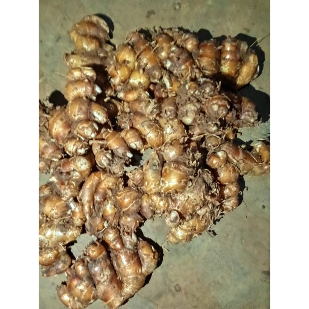 

KENCUR TUA 1Kg