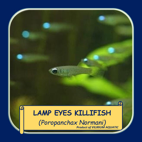 IKAN HIAS AIR TAWAR - LAMP EYES KILLIFISH / KILLIFISH MATA BIRU / POROPANCHAX NORMANI (IKAN AQUASCAP