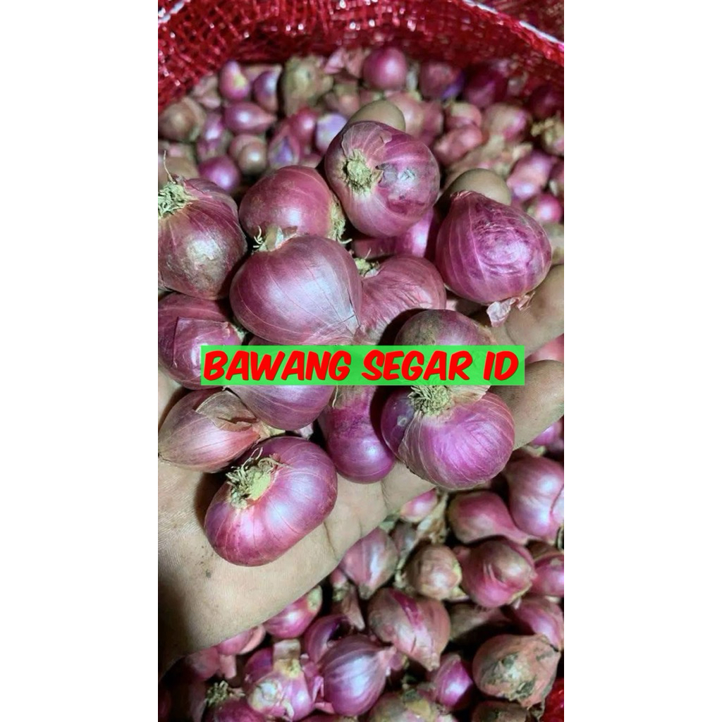 

Bawang Merah Lokal 1kg Premium – Harga Murah, Garing!