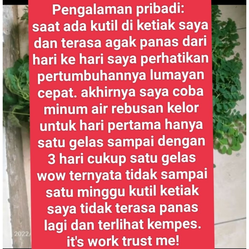 

MORINGA LEAVES, DAUN KELOR MORINGA, DAUN KELOR SEGAR per 100gram