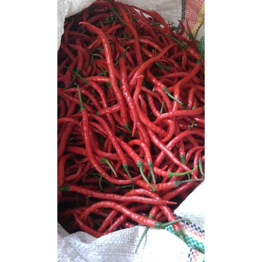 

Cabe merah keriting segar 500 gram