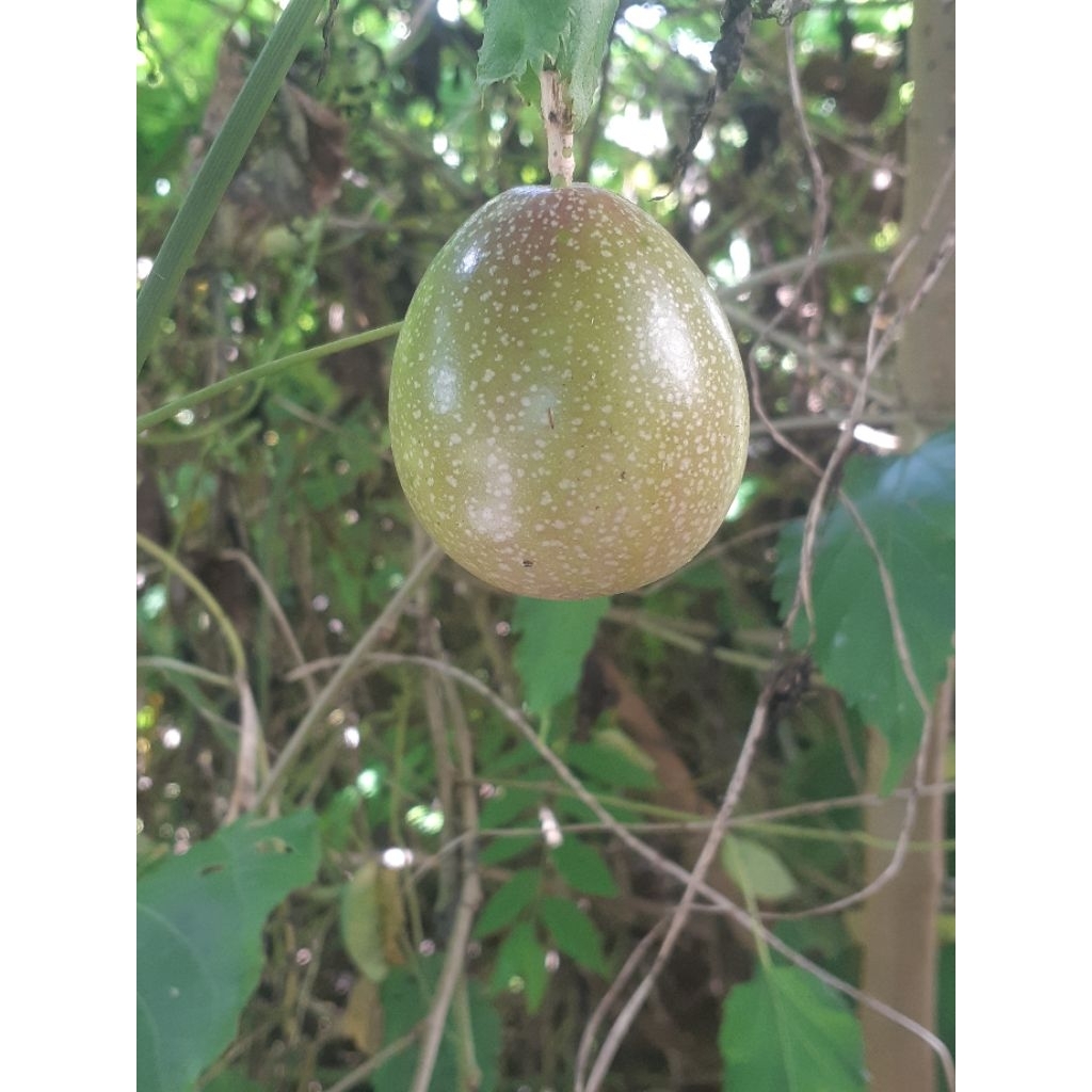 

markisa petik pohon