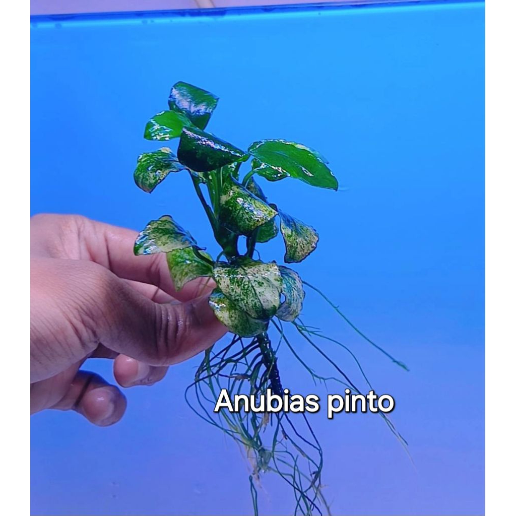 anubias pinto
