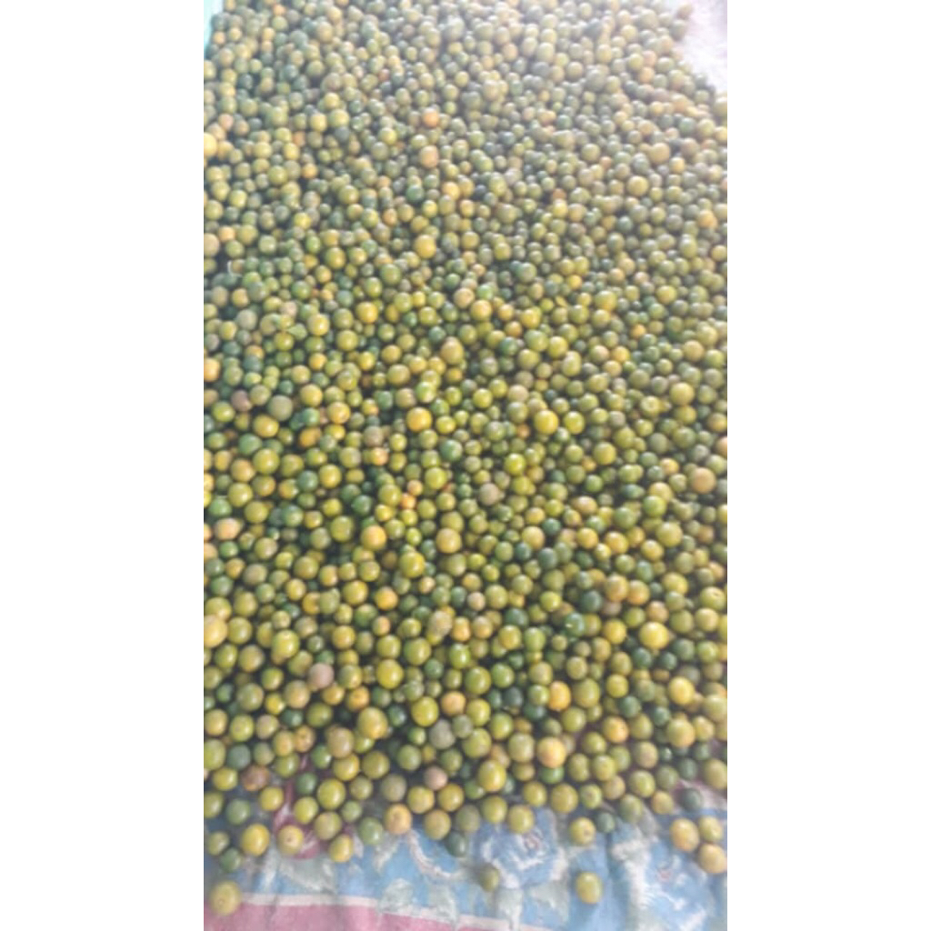 

1Kg JERUK SONKIT/JERUK KASTURI/JERUK KUNCI/JERUK PERAS (Uk sedang)