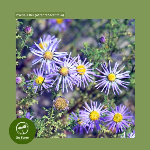 Benih Bibit Prairie Aster (Aster tanacetifolia) (1 biji)