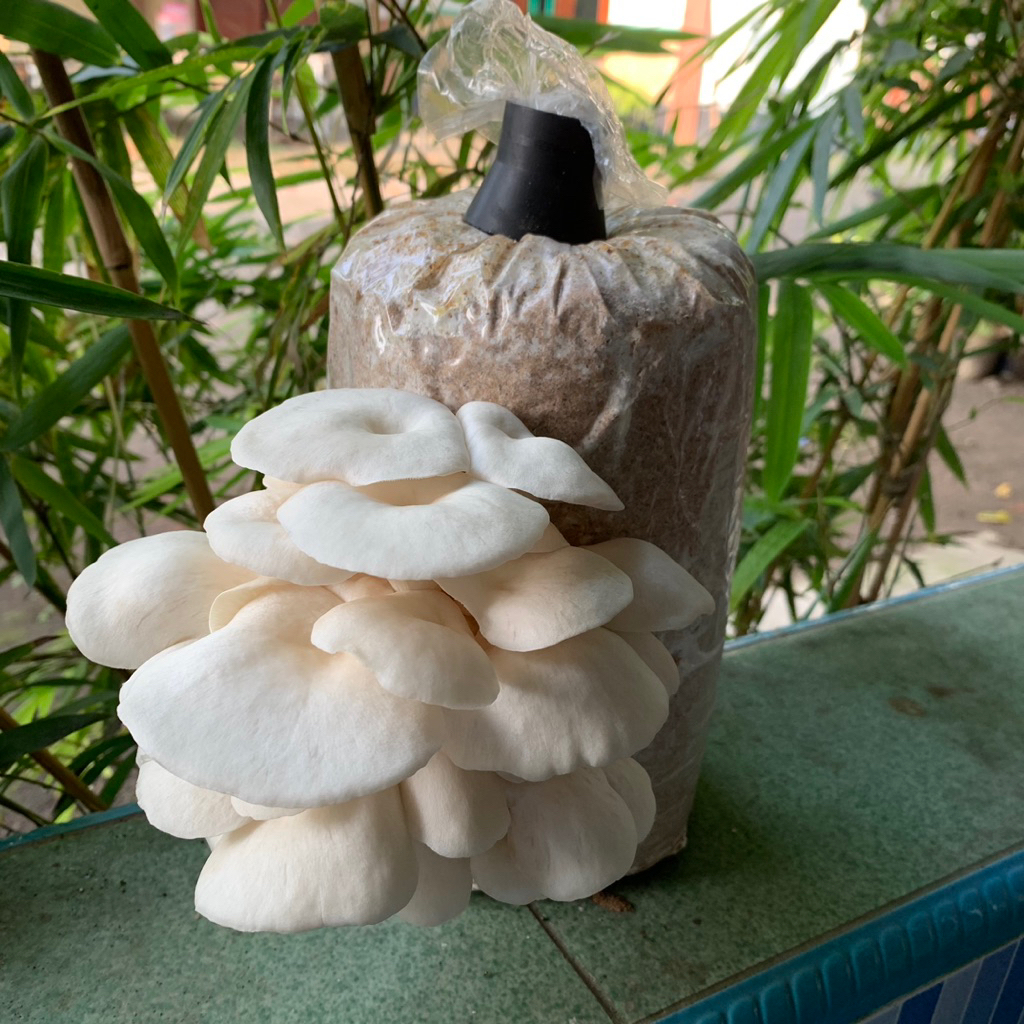 

Jamur Tiram Segar Grade A Premium 200gr kirim ke DIY Jawa Tengah | Jawa Timur