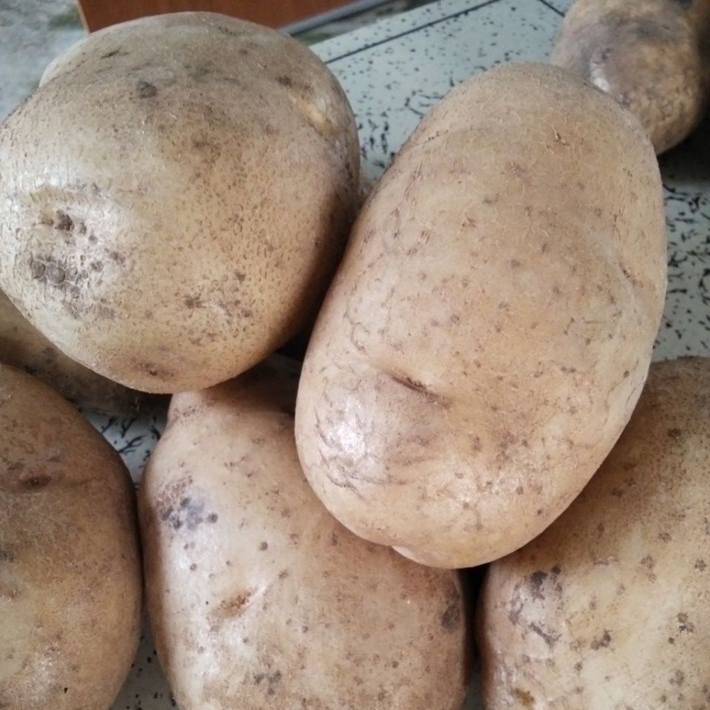 

Kentang Pilihan Ukuran Besar 1KG