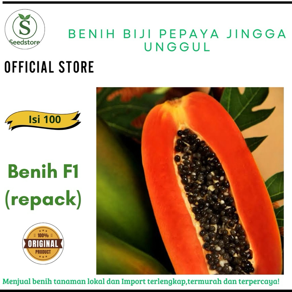 100 benih biji pepaya jingga unggul, Repack