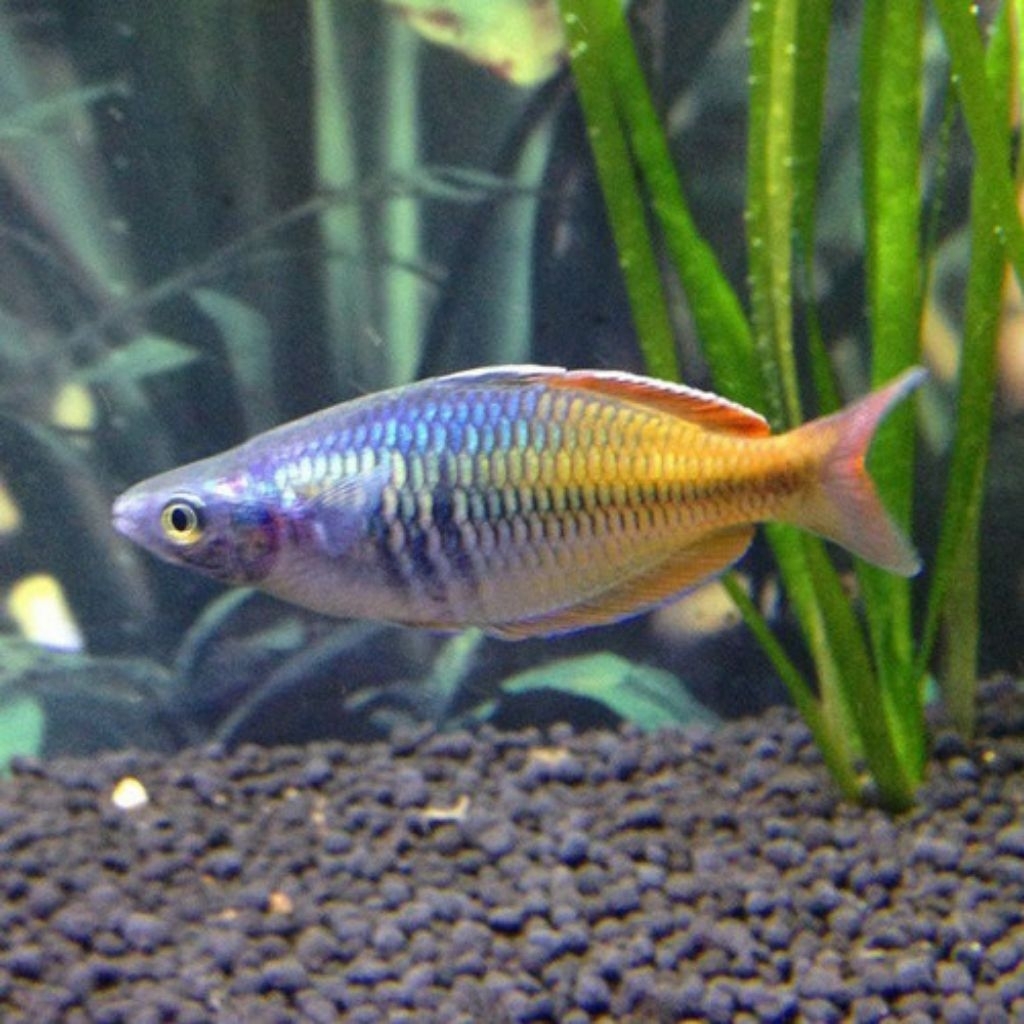 boesemani rainbow 5cm