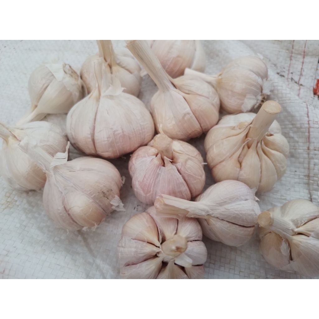 

Bawang Kating 250 gram