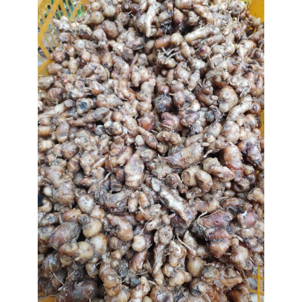 

kencur segar 500 gram