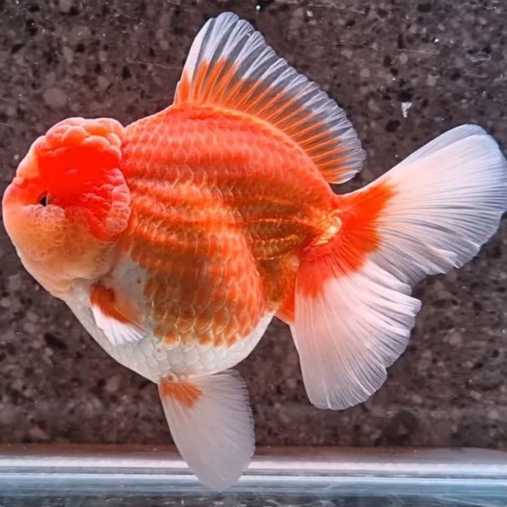 BABY KOKI ORANDA REDWHITE COMEL ISI5