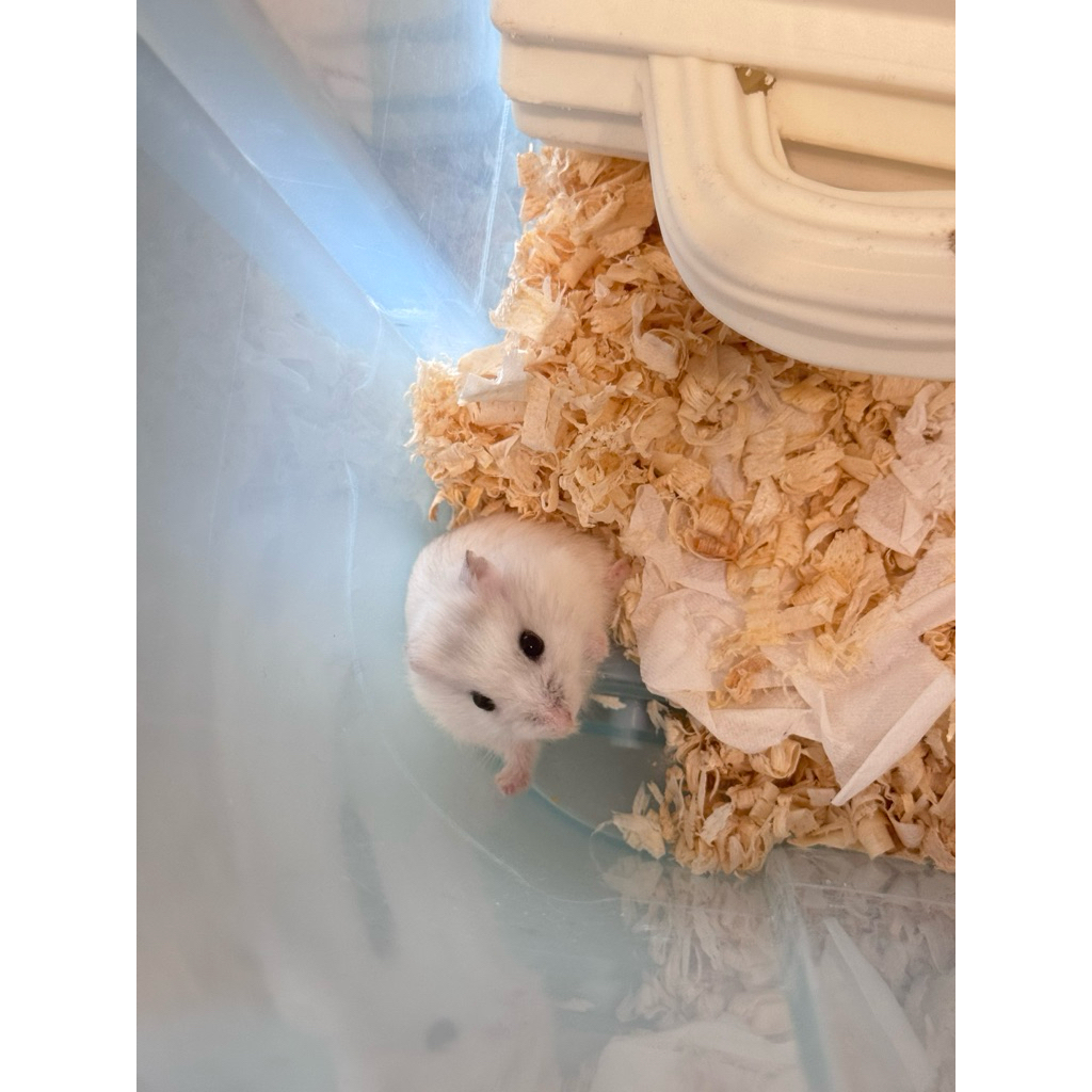 

additional fee for bubble wrap