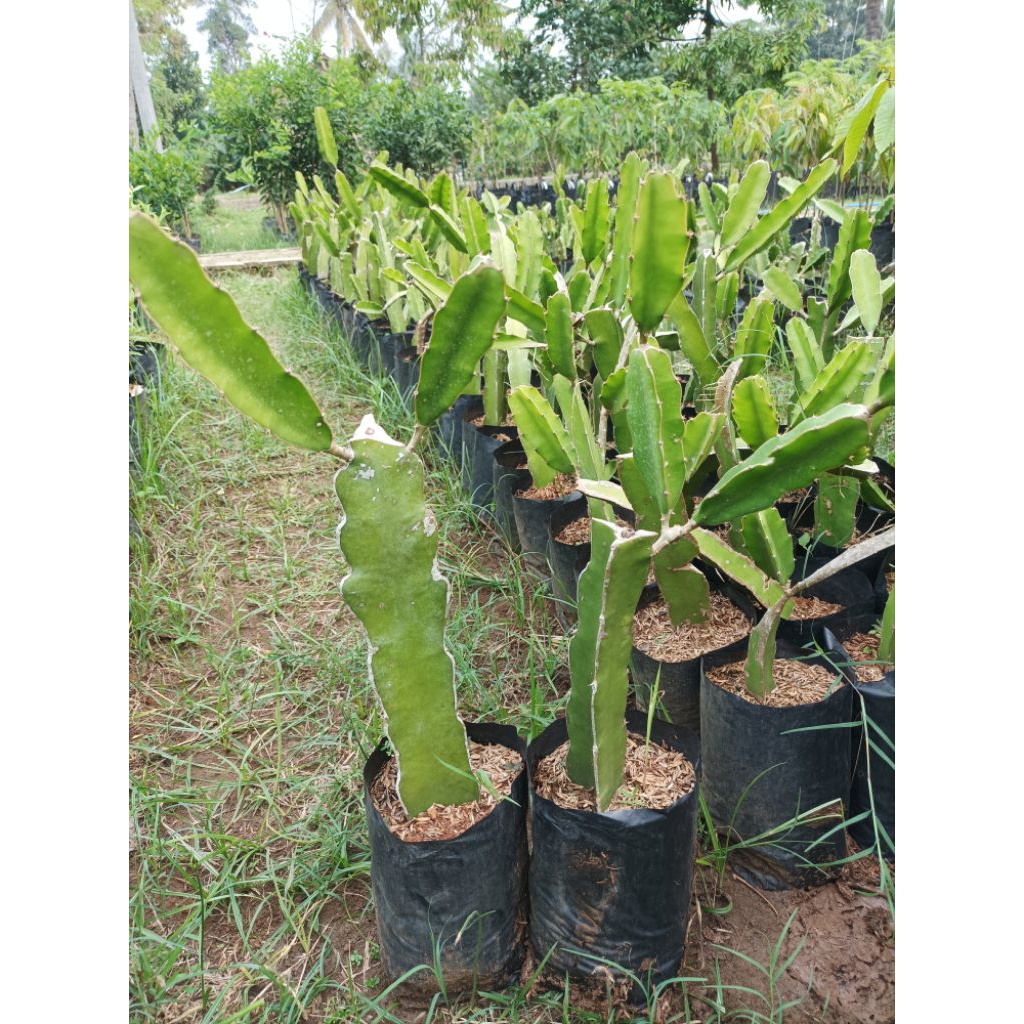 Bibit buah naga putih