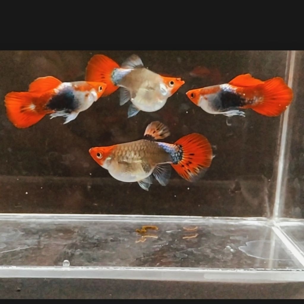 Wallpaper Guppy Tuxedo Koi Short Body PREMIUM