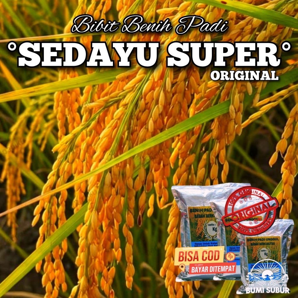 Benih Padi SEDAYU SUPER ORIGINAL bibit padi super unggul kualitas premium