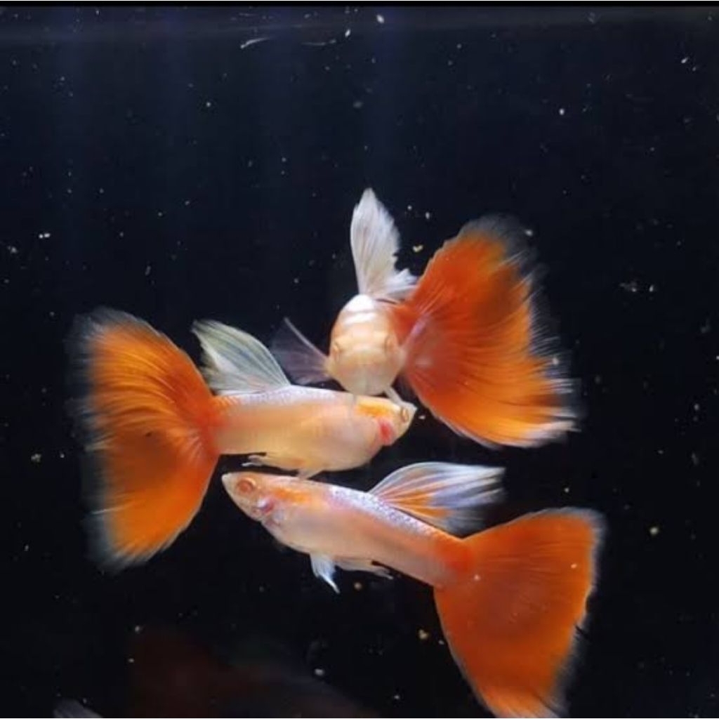 "Guppy" Albino sky red - albino sky blue - hiasan aquarium-aquascape