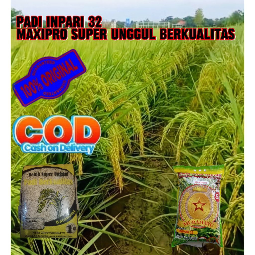 Benih padi INPARI 32 MAXI PRO super premium berkualitas kemasan 1KG.